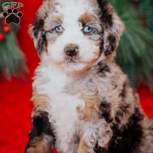 Bluebelle, Mini Bernedoodle Puppy